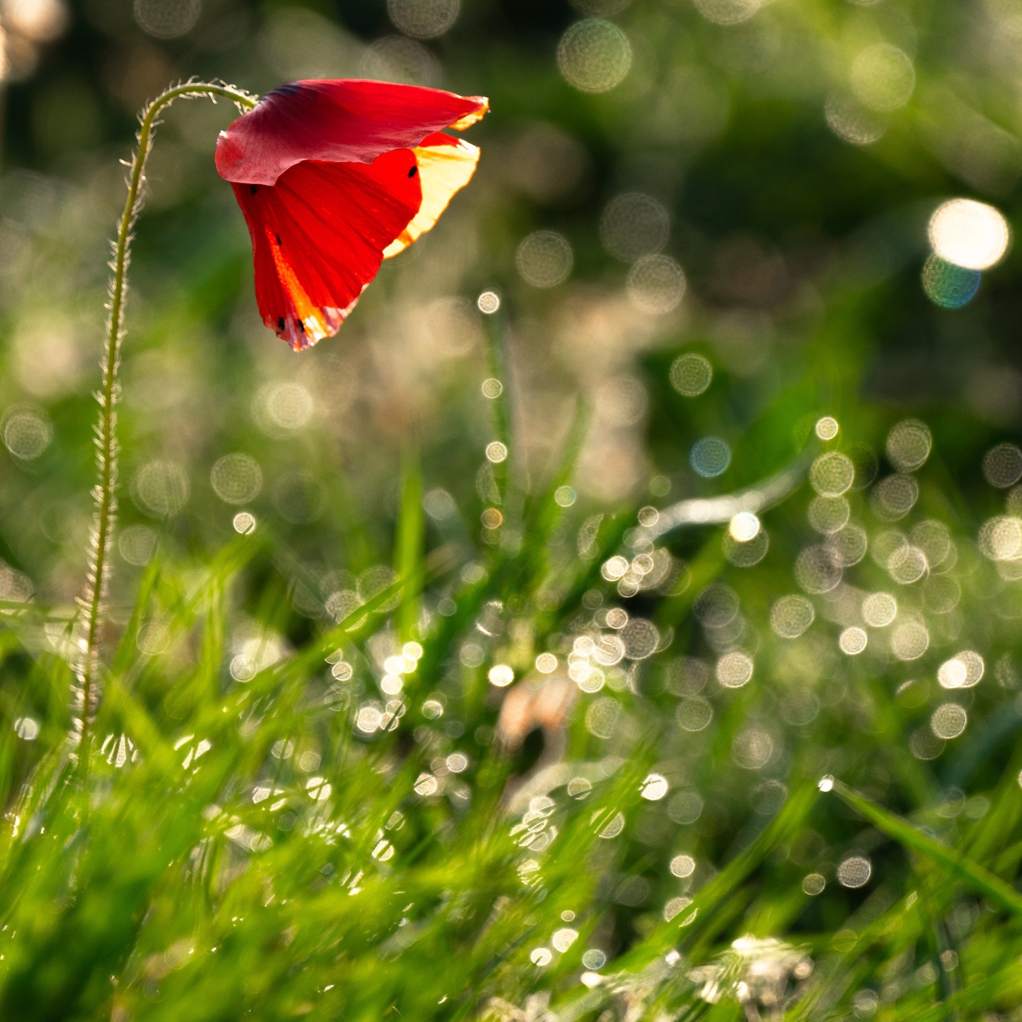 Flore