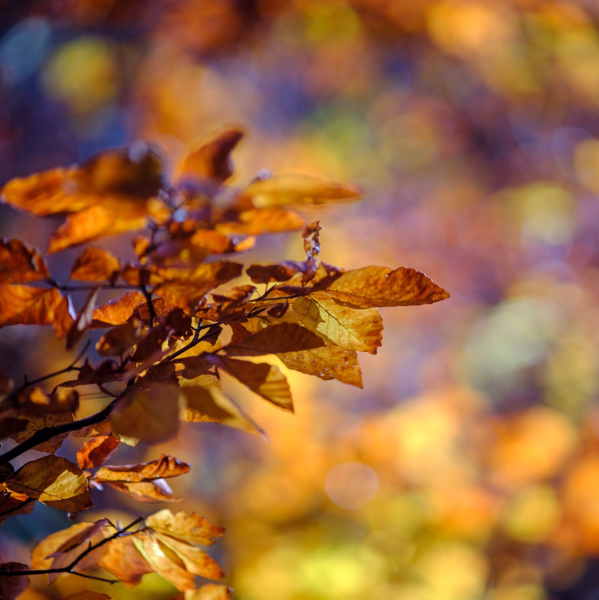 Couleurs d'automne