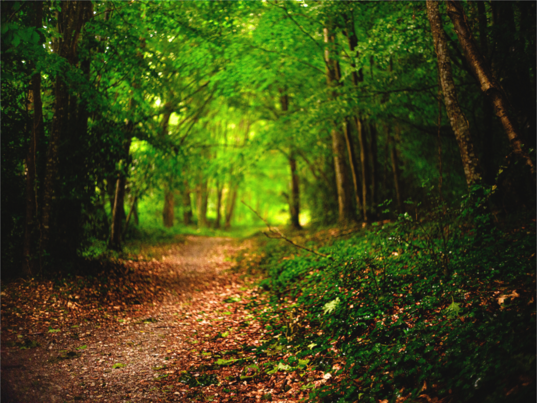 Main image foret