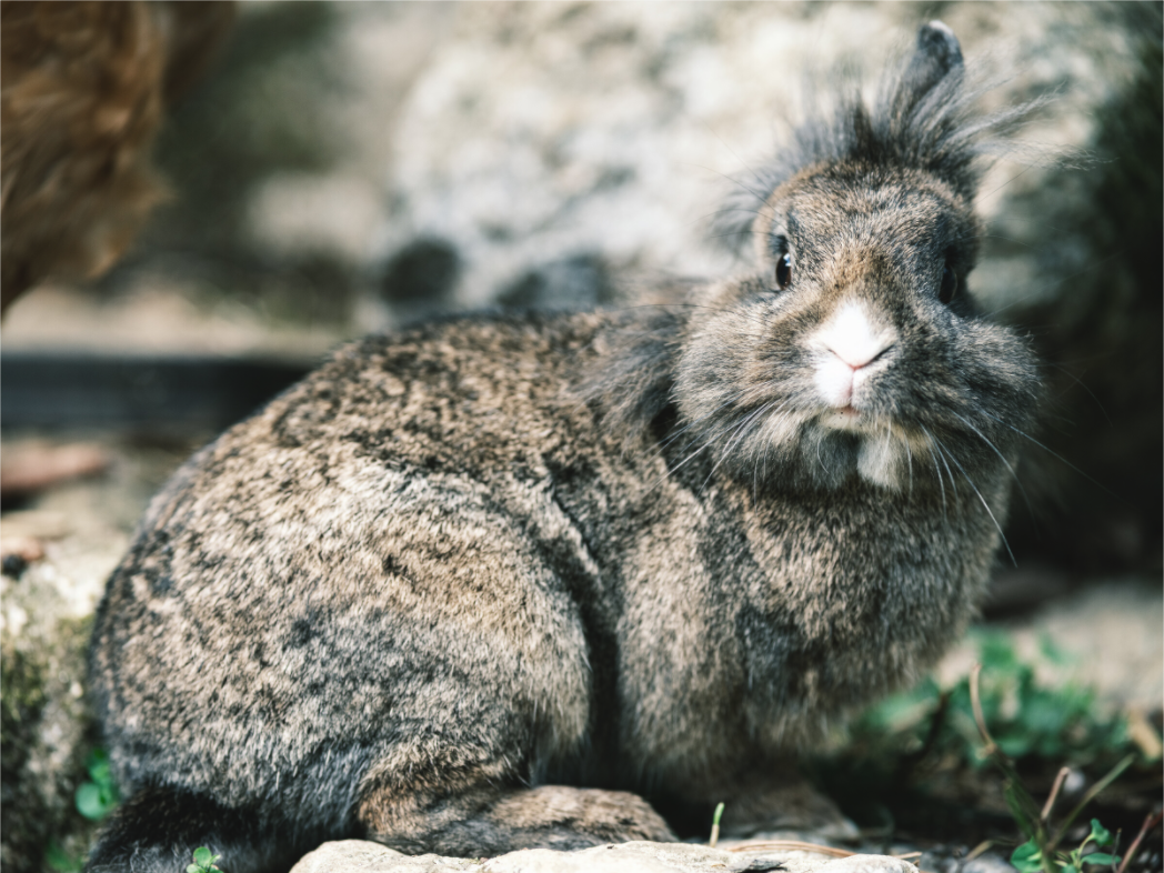 Main image Lapin