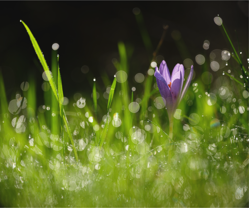 Main image fleurs