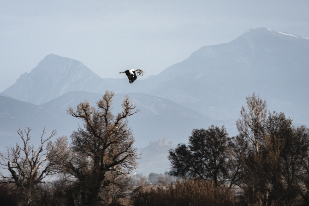 Main image Grues V
