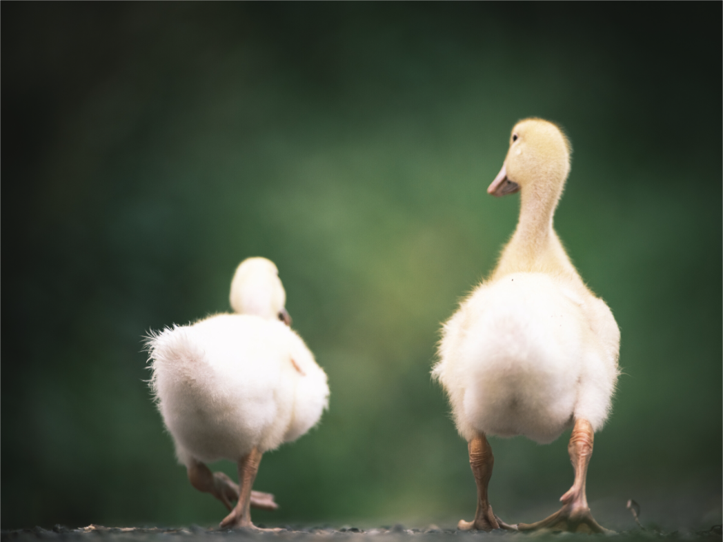 Main image Canards I