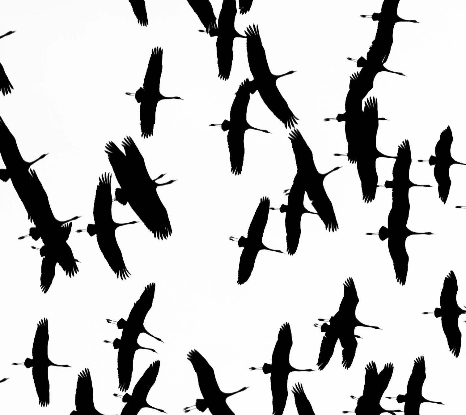 Grues en vol