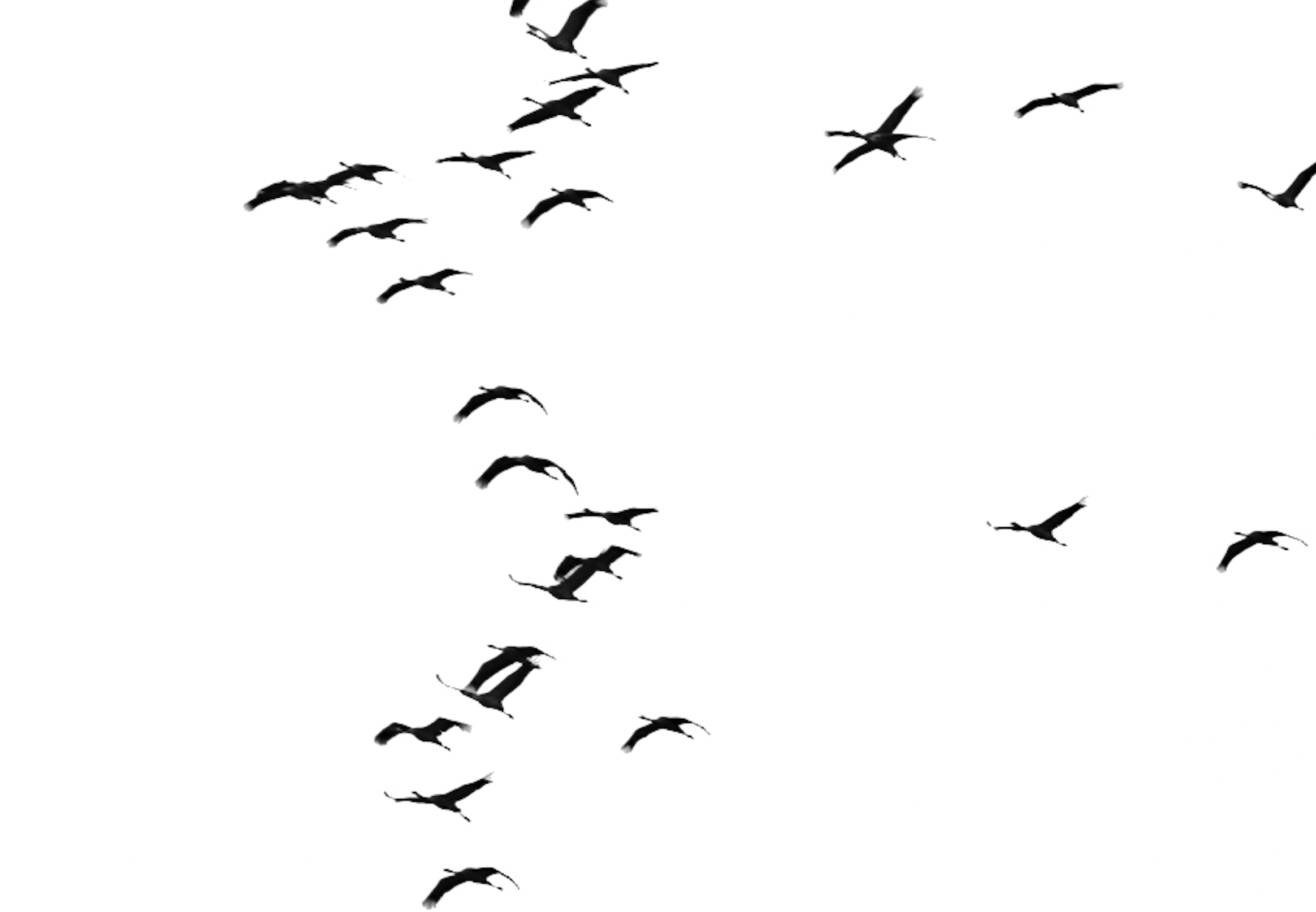 Vol en formation