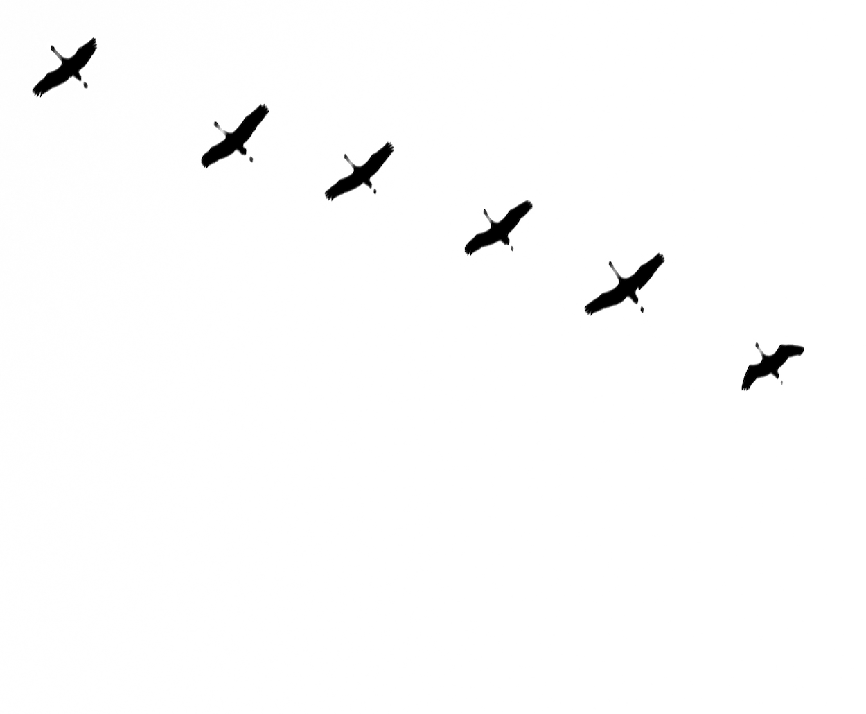 Migration