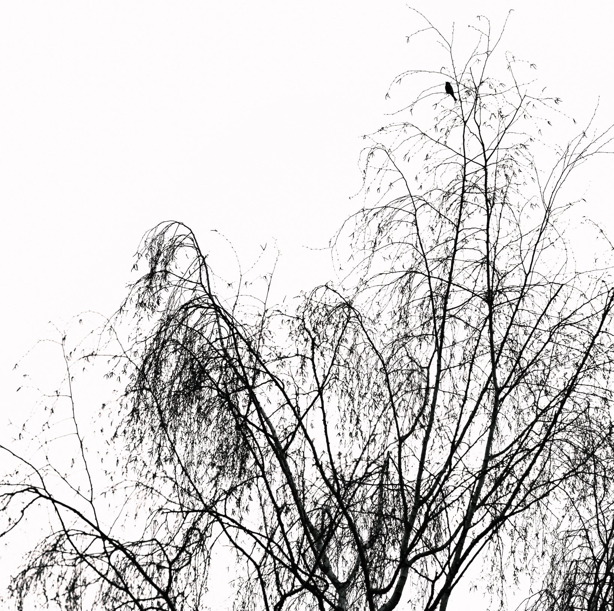 Noir & blanc