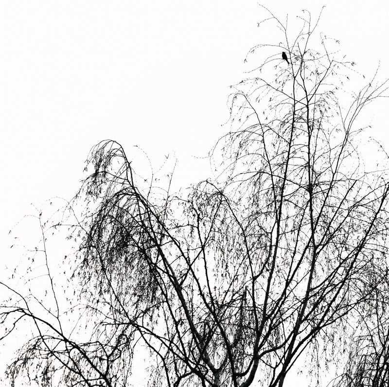 Noir & blanc