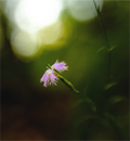 Main image fleur2