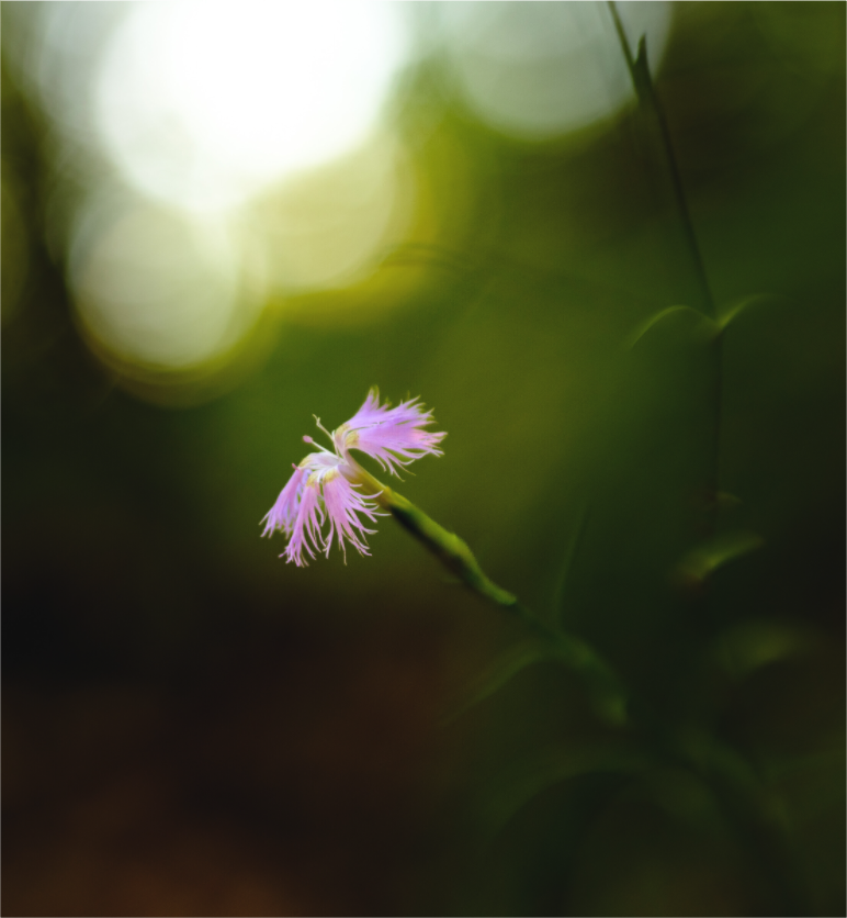 Main image fleur2