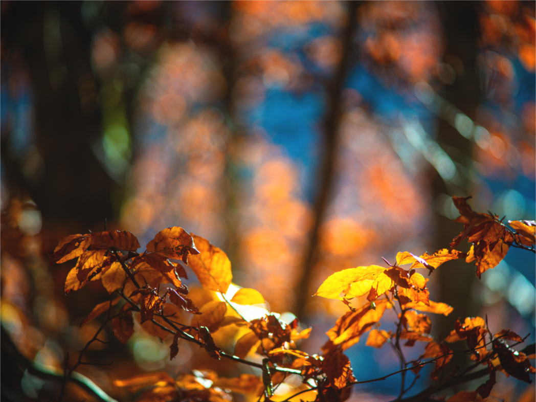Main image La folie des couleurs I