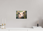 28 x 21 cm, Tirage photo - satiné Cochon