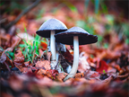 Main image En duo