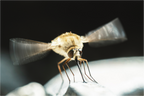 Main image Bombylius