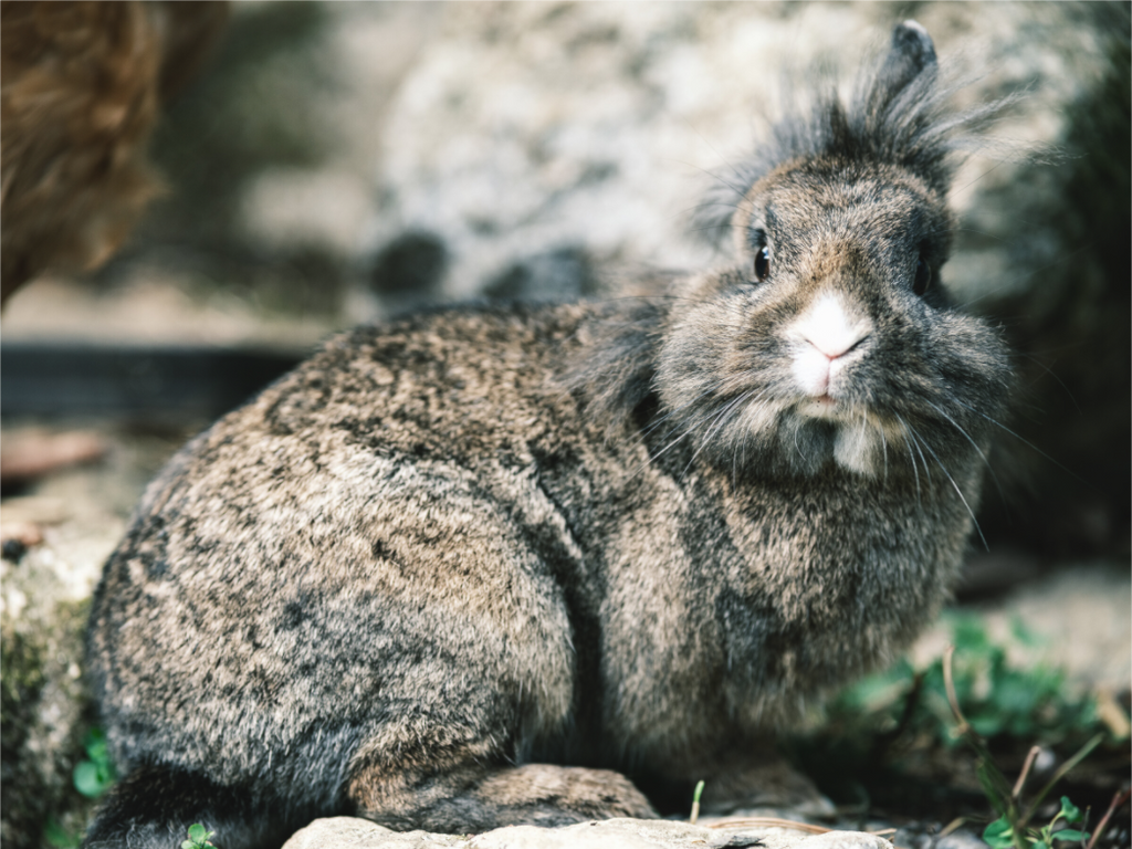 Main image Lapin