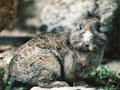 Main image Lapin