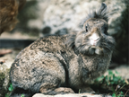 Main image Lapin