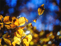 Main image La folie des couleurs II