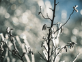 Main image Figé dans le froid