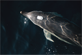 Main image Dauphin