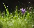 Main image fleurs