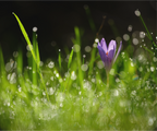 Main image fleurs