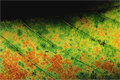 Main image Feuille