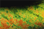 Main image Feuille