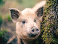 Main image Cochon