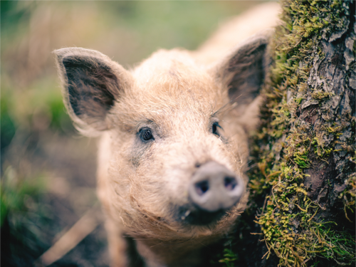 Main image Cochon