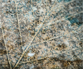 Main image Figé dans les glaces