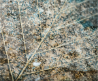Main image Figé dans les glaces
