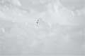 Main image Le Pétrel des Neiges