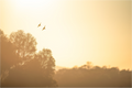 Main image Duo d'oiseaux