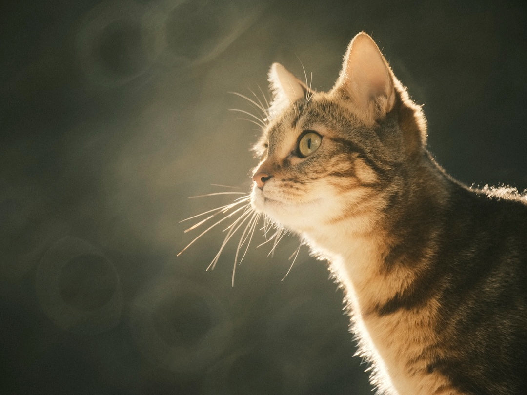 un chaton dans les lumières dorées du soir