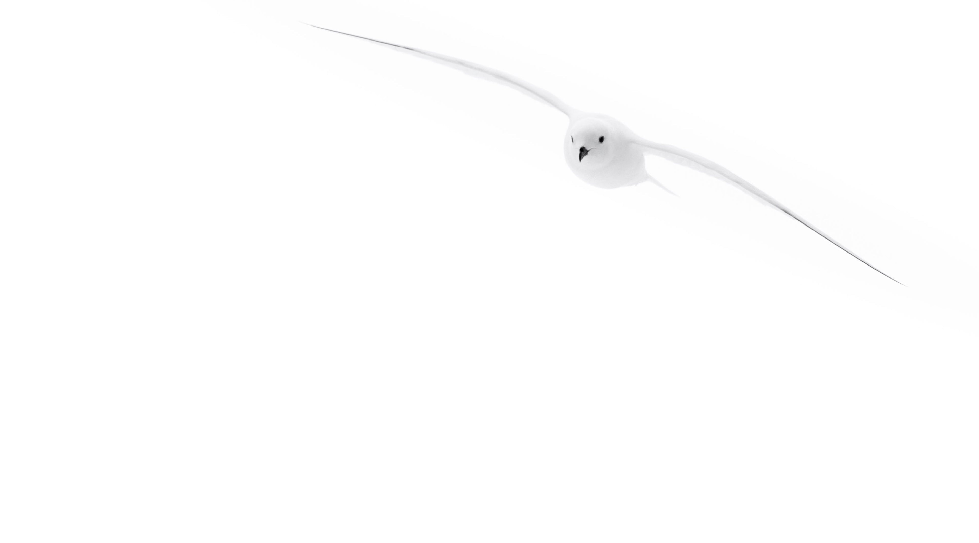 photographie artistique d'un oiseau blanc d'antarctique (pétrel des neiges) sur fond blanc
