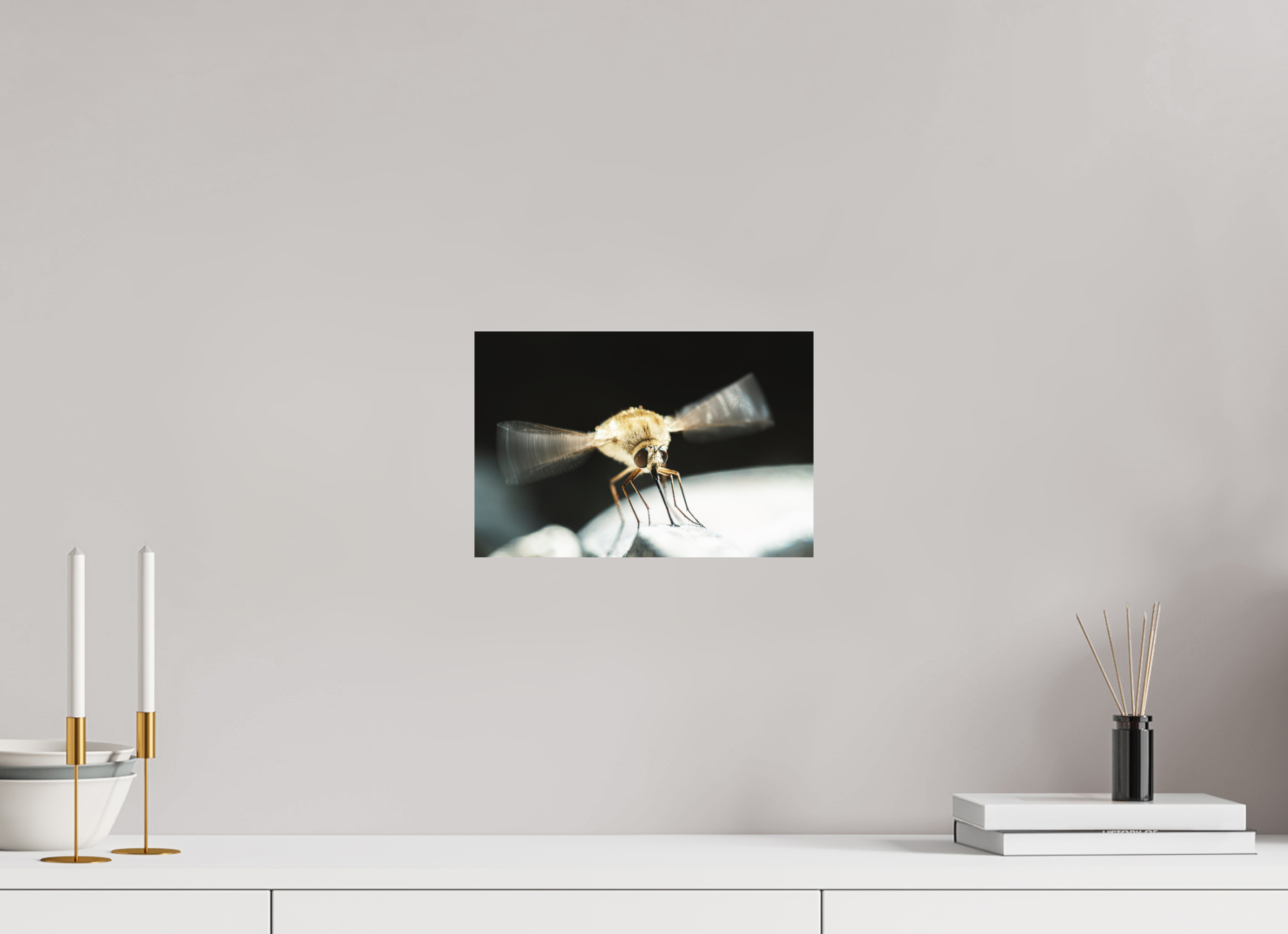 30 x 20 cm, Impression Fine Art - mat Bombylius
