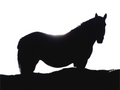 Main image Cheval