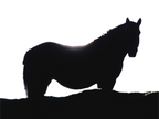 Main image Cheval