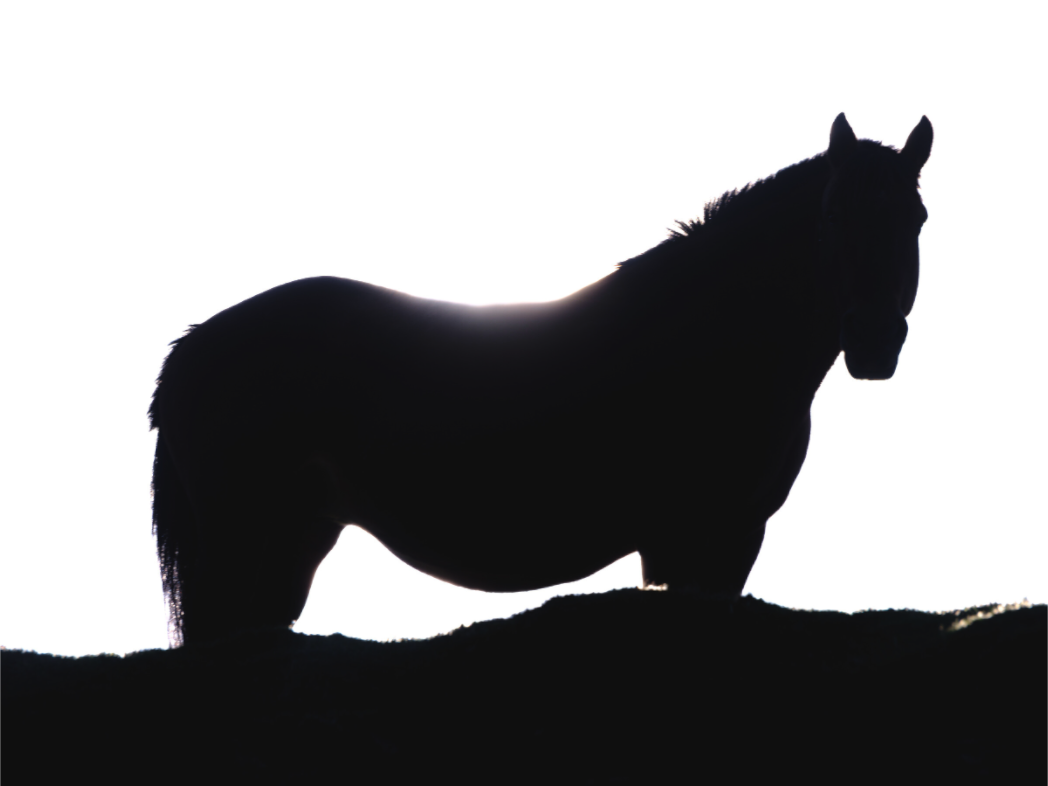 Main image Cheval