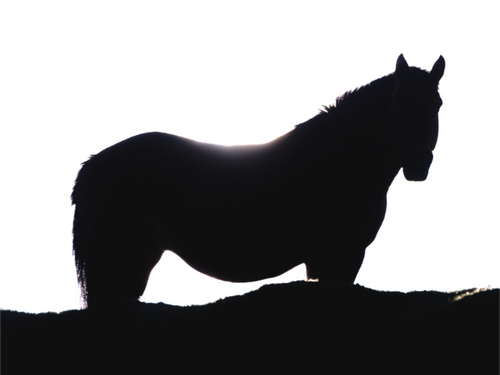 Main image Cheval