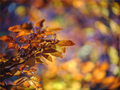 Main image La folie des couleurs III