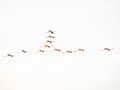 Main image Flamands roses
