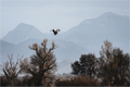 Main image Grues V