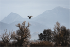 Main image Grues V
