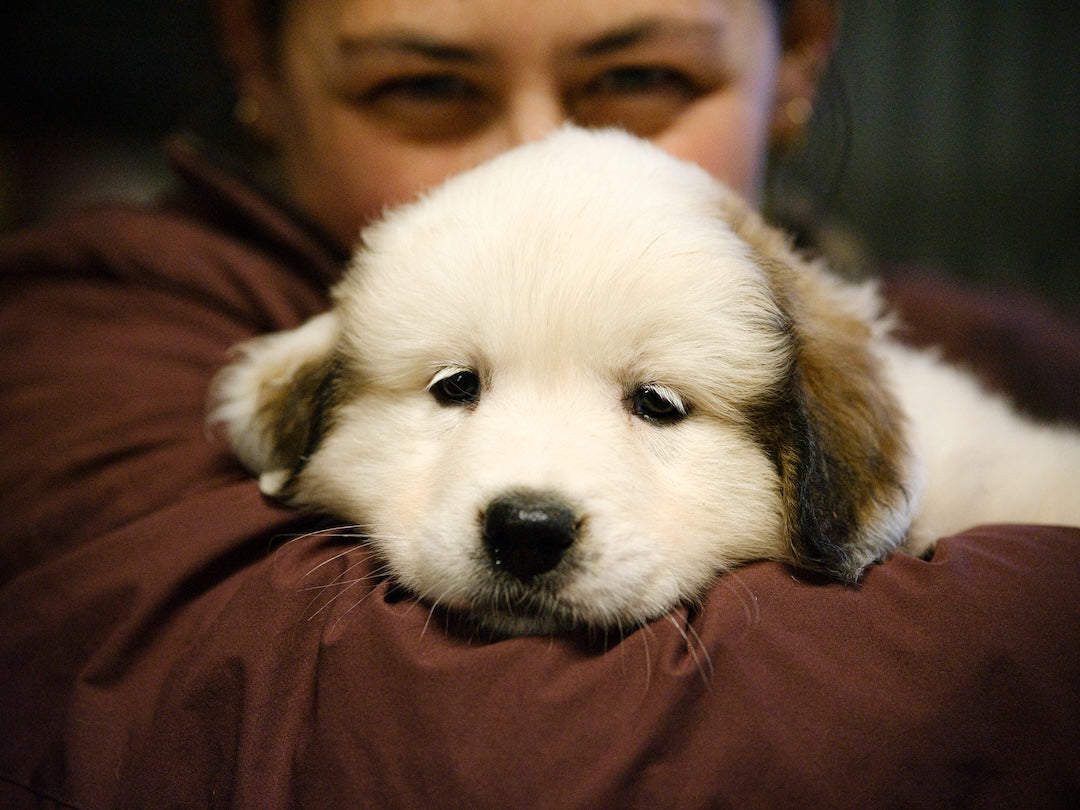 un chiot de patou regarde vers moi, tenu dans les bras d'une très belle femme
