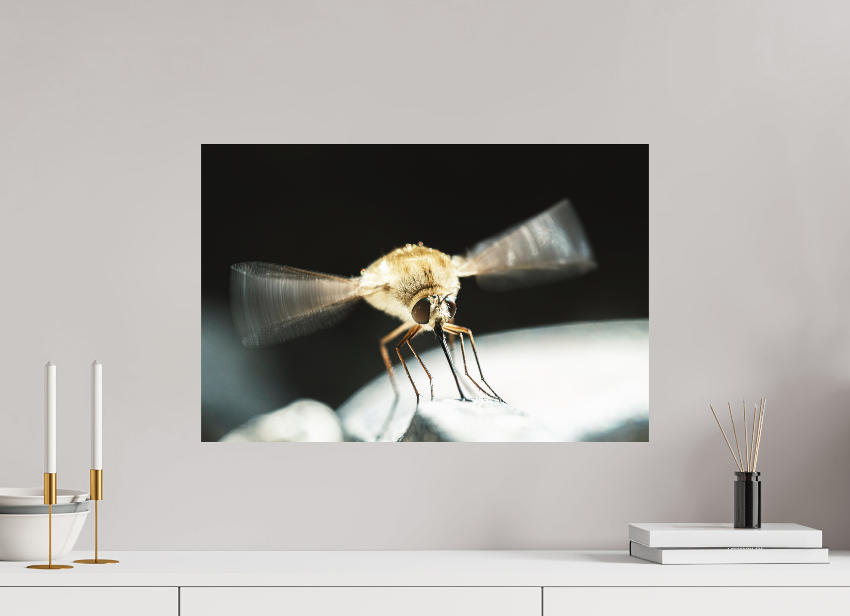 60 x 40 cm, Impression Fine Art - mat Bombylius