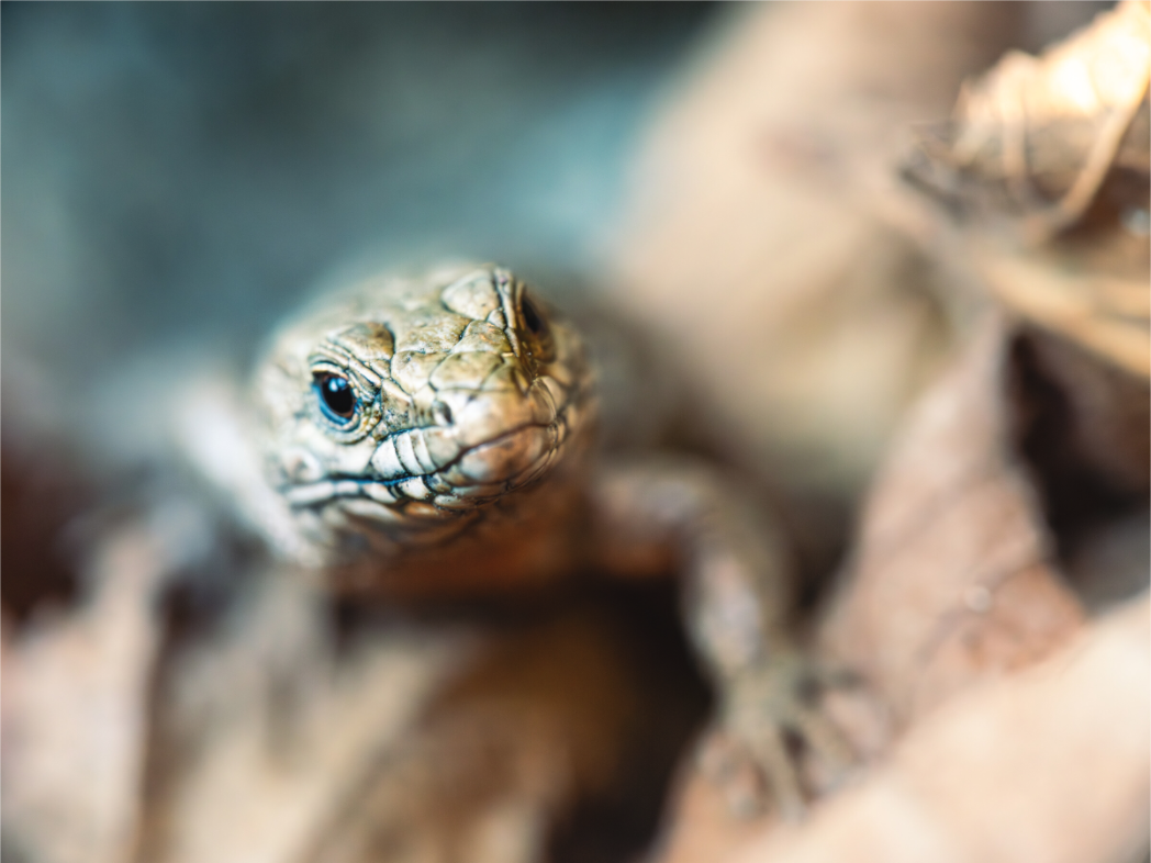 Main image Lezard