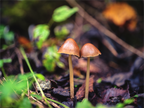 Main image Champignons